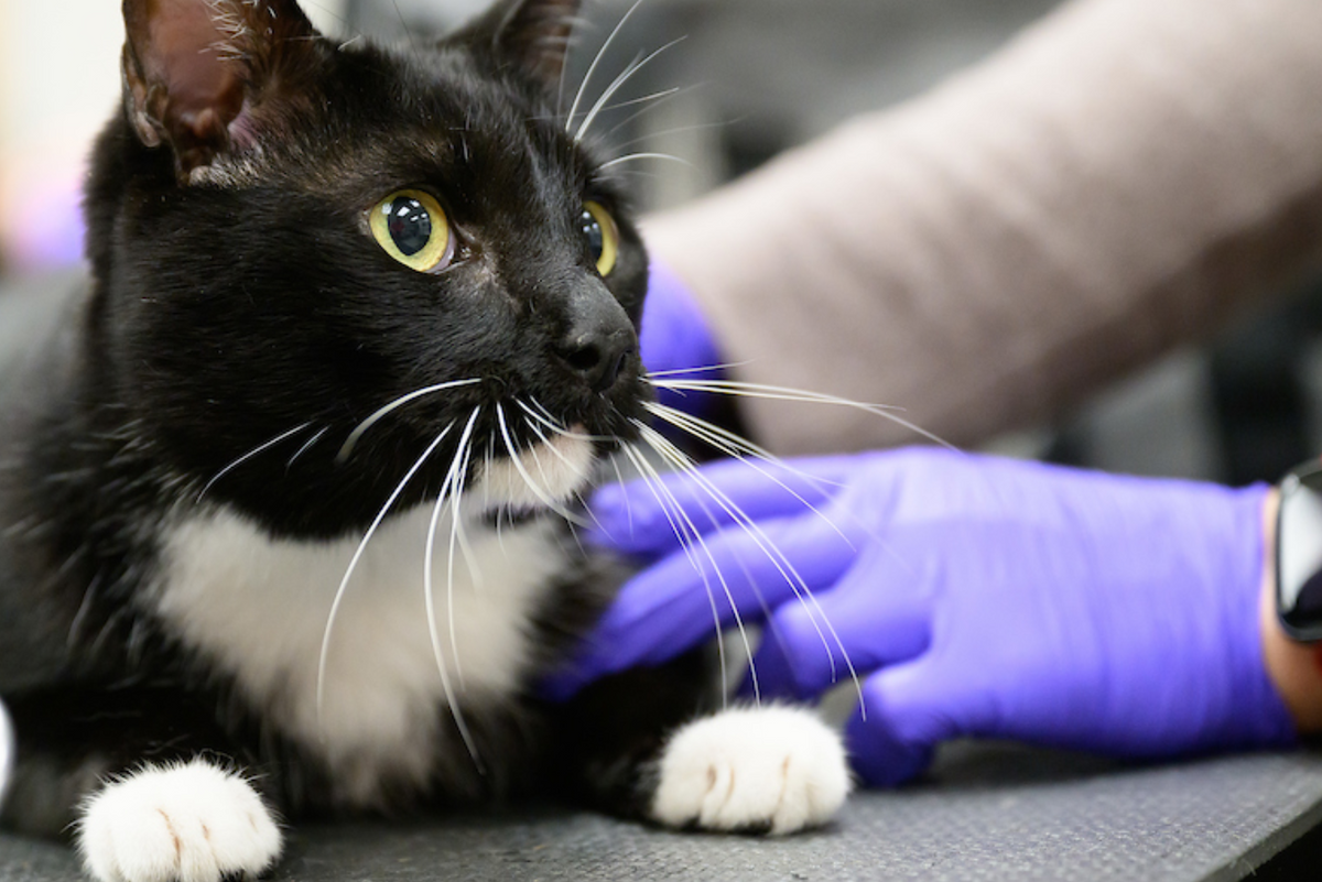 Purrify Why Early Detection Matters – Purrify Official Store